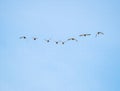 The flock of wild mallard ducks with brown heads and grey feathers on body flying in clear blue sky