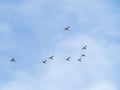 The flock of wild mallard ducks with brown heads and grey feathers on body flying in clear blue sky