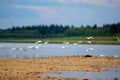 A flock of wild Northern white birds seagulls flies waving wings over the country of iron garbage and empty bottles