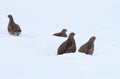 Partridges in the snow