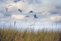 a flock of wild pelicans flying over tall beach grass Royalty Free Stock Photo