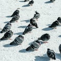 A Flock Of Wild Pigeons On Snow Covered Ground In Winter Downtown Stavanger