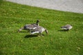 Flock of wild pretty gooses resting and grazing on green grass of a meadow in park at Munich