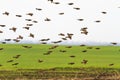 Flock of wild sparrow flying over field Royalty Free Stock Photo
