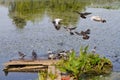 flock of wild thirsty pigeons drink fresh water from a river, some bird fly, some watch for danger, broken bridge