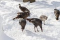 Flock of wild turkeys eating in the snow under bird feeders near the house. All brown but a white one Royalty Free Stock Photo