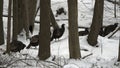 Flock Wild Turkeys looking for food in forest during winter