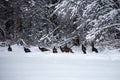 Flock of wild turkeys Meleagris gallopavo walking through deep snow after a Wisconsin storm Royalty Free Stock Photo