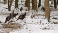 Flock Wild Turkeys in winter forest