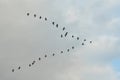 A flock of wild waterfowl flies in a wedge against the gray cloud sky Royalty Free Stock Photo
