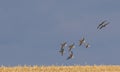 Flock of wild White-fronted geese(Anser albifrons) in flight Royalty Free Stock Photo