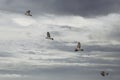 Flock of wild wood pigeons in flight Royalty Free Stock Photo