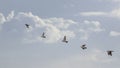 Flock of wild wood pigeons in flight Royalty Free Stock Photo