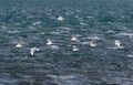 A flock of winter plumage, Mediterranean Gulls, Ichthyaetus melanocephalus, in flight.