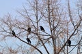 A flock of winter rooks of five birds sitting on maple in January