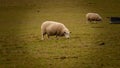 Flock of Woolly Sheep on a Countryside Farm Royalty Free Stock Photo