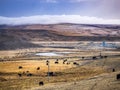 Flock of yaks grazing in the field at the wayside in Sichuan Royalty Free Stock Photo