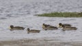 Flock of Yellow-billed Ducks Royalty Free Stock Photo