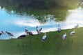 Flock of Yellow billed stork, Mycteria ibis, fishing in water in a lake Royalty Free Stock Photo