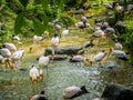 Flock of Yellow Billed Storks Royalty Free Stock Photo