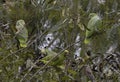 A flock of Yellow-crowned Amazon (Amazona ochrocephala