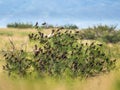 Flock Of Yellow Headed Blackbirds