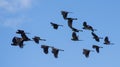 Flock of yellow tailed black cockatoos