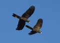 Flock of yellow tailed black cockatoos