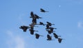 Flock of yellow tailed black cockatoos.