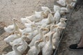 Flock of yellow white young ducks at the farm.