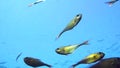 A flock of Yellowtail sweeper fish Pempheris schenckii in the blue water. Red sea.
