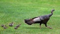 A flock of young chick follow mother turkey on the meadow Royalty Free Stock Photo