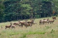 Flock of young deers