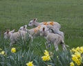 Flock of 4 young lambs with daffs Royalty Free Stock Photo