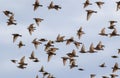 Flock of young migratory birds starlings flies against the blue sky in autumn Royalty Free Stock Photo