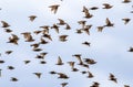 Flock of  migratory birds starlings flies against the blue sky of the second world Royalty Free Stock Photo