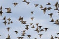 A flock of young migratory birds starlings flying against the blue sky Royalty Free Stock Photo