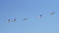 flock of young mute swans in flight
