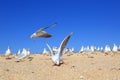 Flock of young noisy seagulls catching food