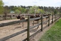 A flock of young ostriches is walking in the enclosure. An ostrich farm. Yasnohorodka, Ukraine. Royalty Free Stock Photo