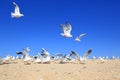 Flock of young seagulls