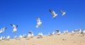 A flock of young seagulls catching food