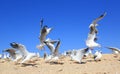 Flock of young seagulls catching food