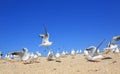 A flock of young seagulls over seashore