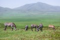 A flock of zebras eat grass in a valley in Tanzania.