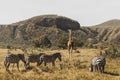 Flock of zebras and giraffe walking in Kenya Royalty Free Stock Photo