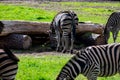 flock of zebras graze on green grass