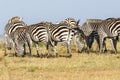 Flock of Zebras grazing on the African savanna