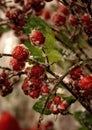 Flocked Christmas Tree with Icy Berries Decoration