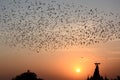 Flocking behavior of Starlings Birds in Bikaner